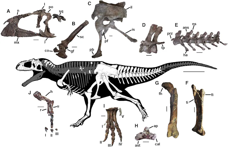 diagram kerangka _Meraxes_, dengan potongan foto tulang dari spesimen