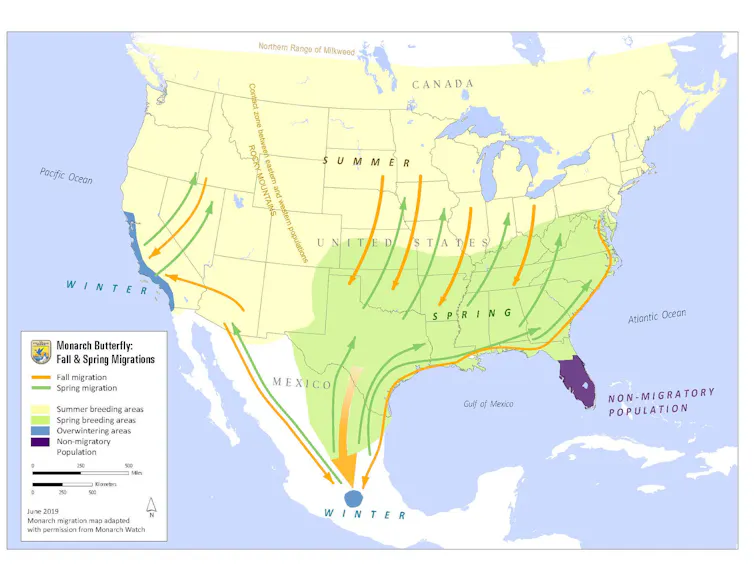 A map of North America showing the migration patterns of the monarch butterfly.