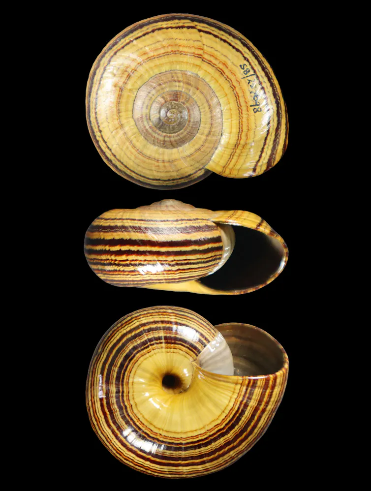 One of New Zealand's land snails, the critically endangered Powelliphanta hochstetteri.