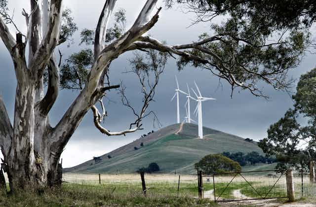 Wind turbines on a hill, behind a big gum tree