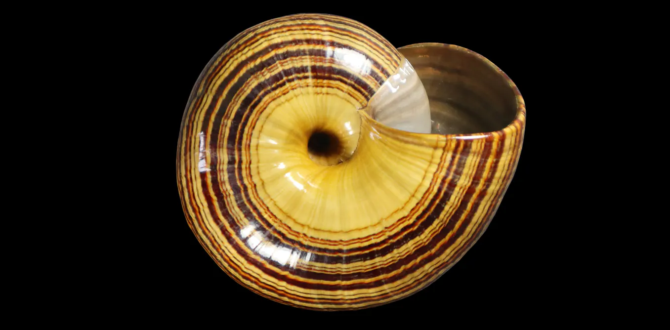 Moolusc Shells Empty mollusc shells hold the story of evolution, even for extinct ...