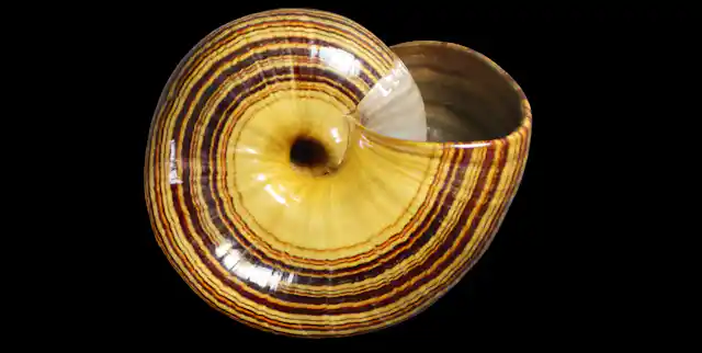 Empty mollusc shells hold the story of evolution, even for extinct ...