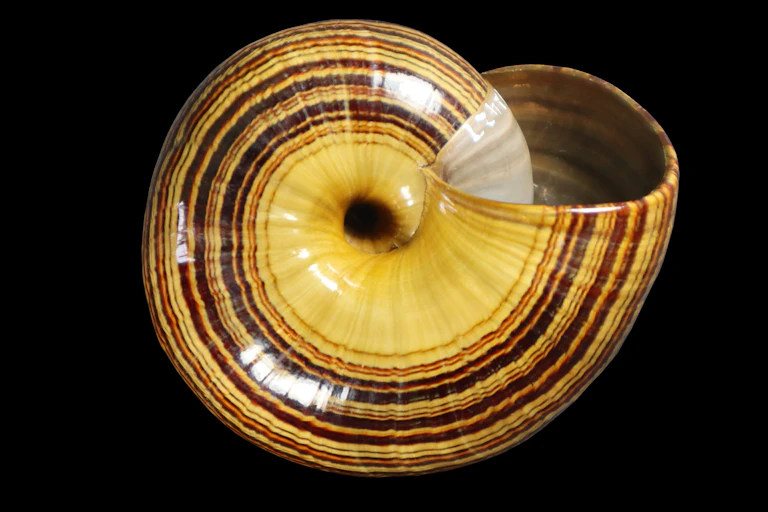 The shell of a giant, worm-eating land snail.