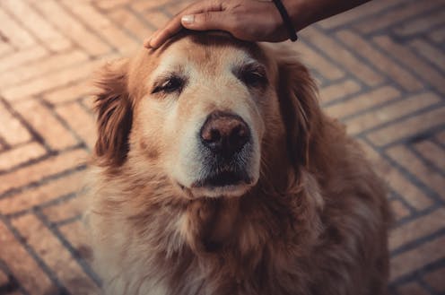 Dogs can get dementia – but lots of walks may lower the risk