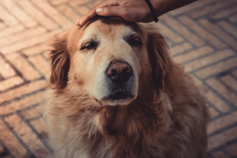 person pats dog