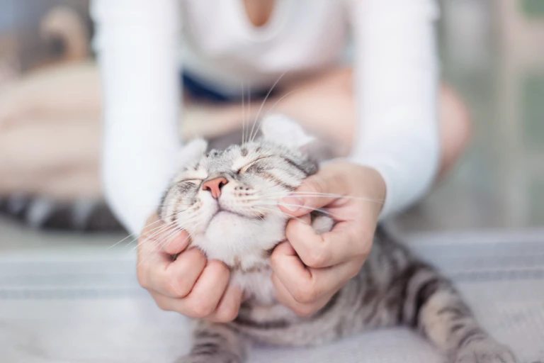 Grey tabby cat with happy expression