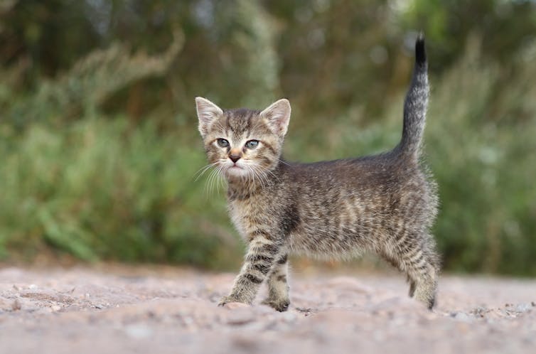 Gatito con la cola al aire