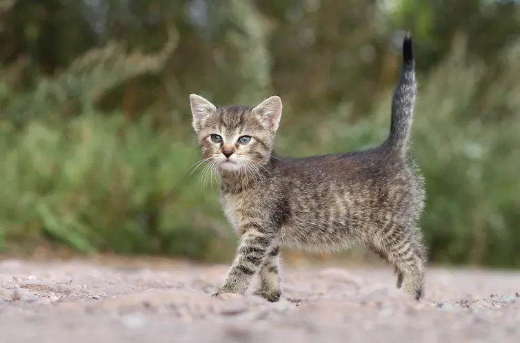 Chaton avec sa queue en l’air