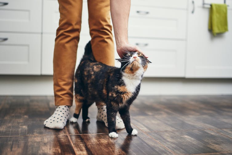 Owner pats cat as it rubs against their legs