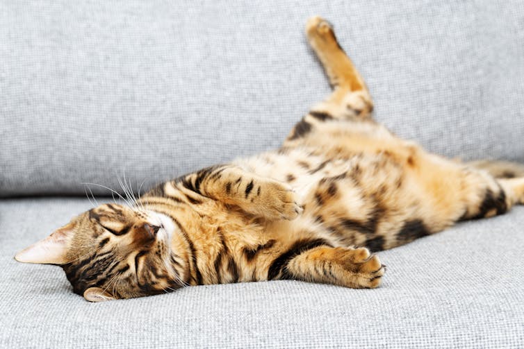 El gato muestra su barriga.