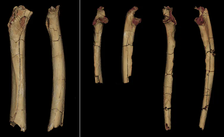 Modèles numérisés en 3D des trois os des membres de TM 266 attribués à Sahelanthropus tchadensis (à gauche, le fémur en vues postérieure et médiale ; à droite, les deux ulnae en vues antérieure et latérale)