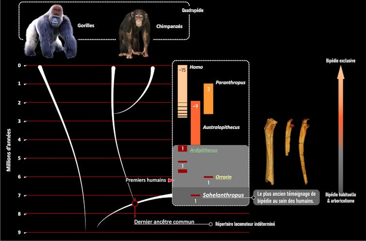 Nuevo descubrimiento: la humanidad ya caminaba erguida hace siete millones de años