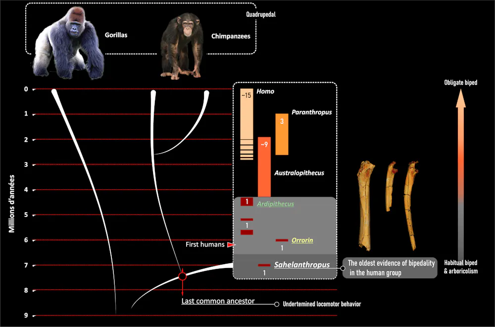 Human Evolution Timeline Tree