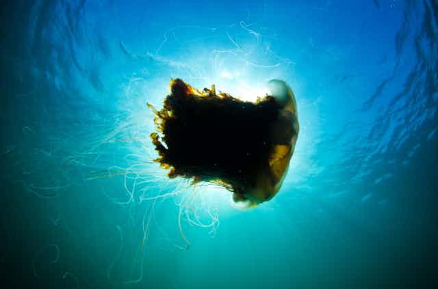 A lion's mane jellyfish seen in silhouette from below.