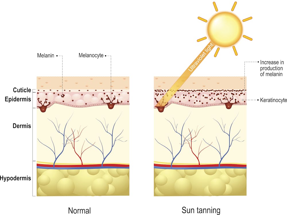 Human skin stood up better to the sun before there were sunscreens and ...