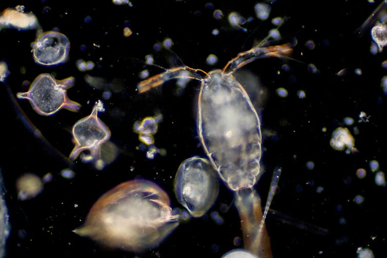 Translucent, microscopic creatures on a black background.
