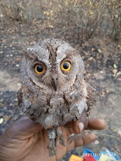 Hand holding grey bird with big yellow eyes