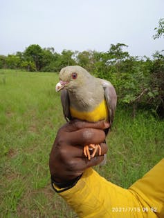 Hand holding gray and yellow bird