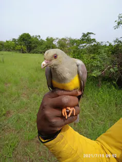 Hand holding grey and yellow bird