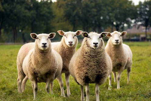 What the High Court decision on filming animals in farms and abattoirs really means