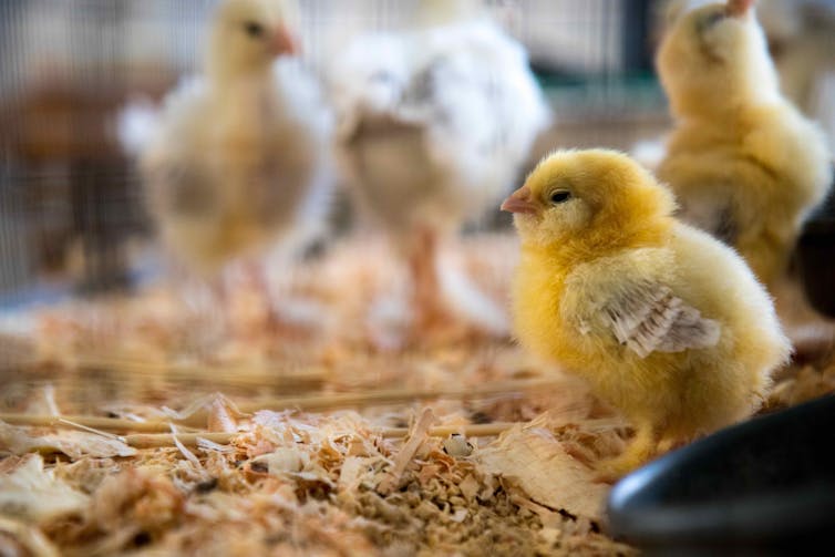 A photograph of baby chicks.