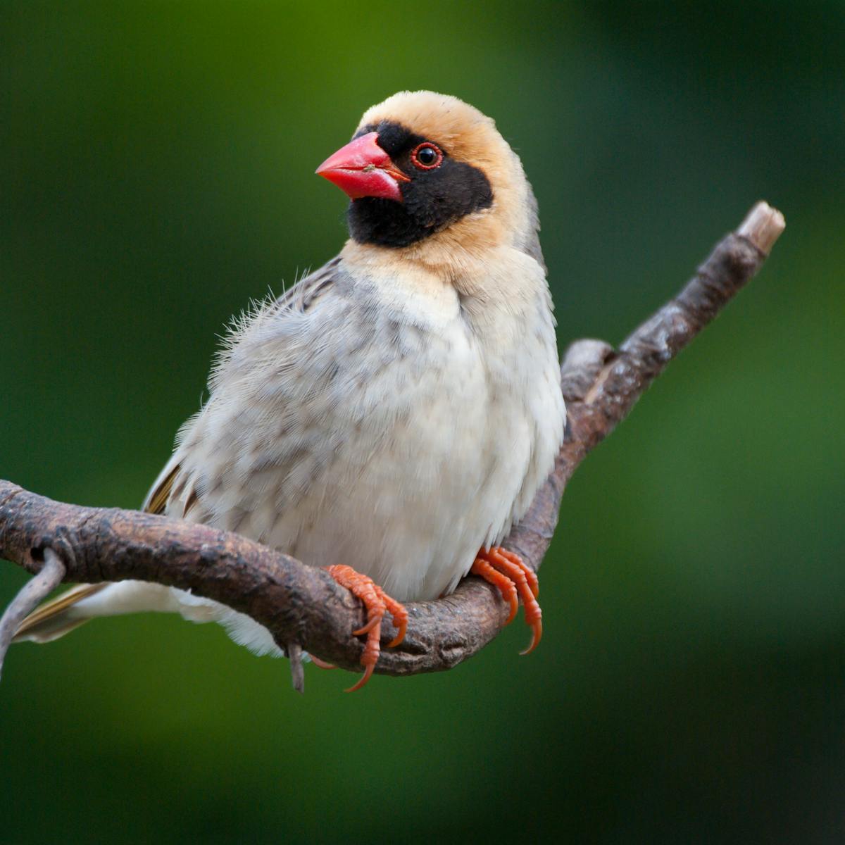 Birds evolve different body temperatures in different climates ...