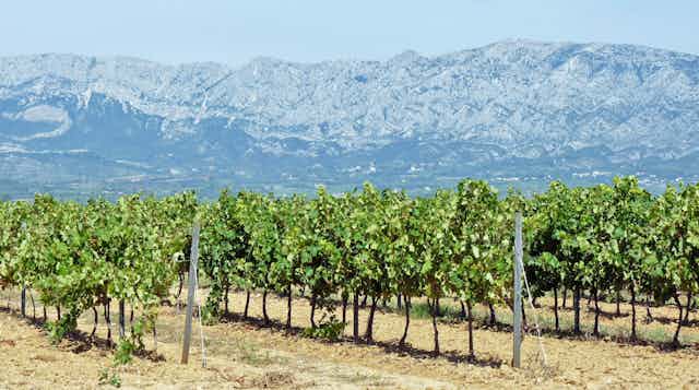 Vignes au pied du massif de la Sainte-Victoire, terroir argilo-calcaire en Provence calcaire 