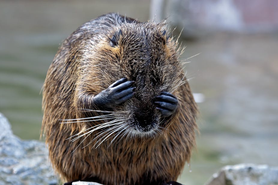 Close-up of a beaver covering its eyes.