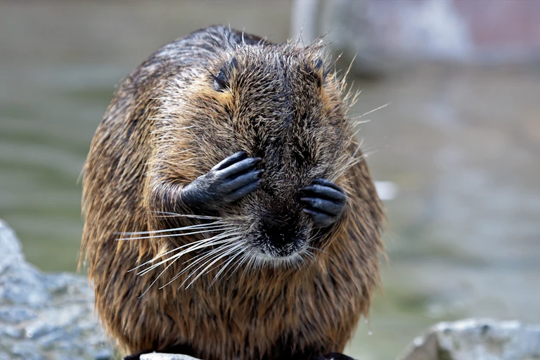 Close-up of a beaver covering its eyes.