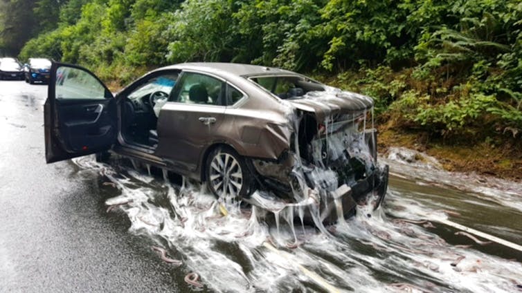Damaged car covered in hagfish slime.