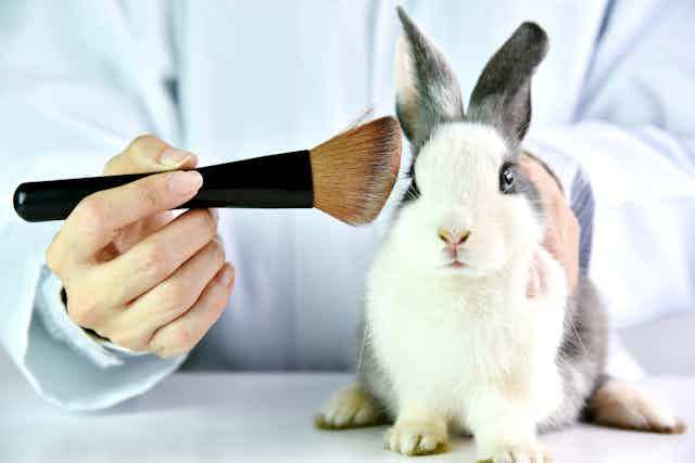 a person wearing a labcoat holds a brush to a rabbit's head