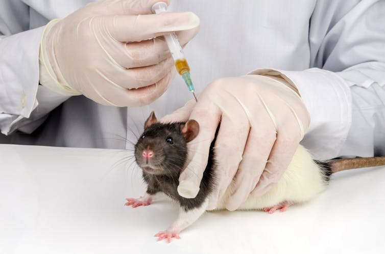 a person in a white lab coat injects a yellow liquid into a rat