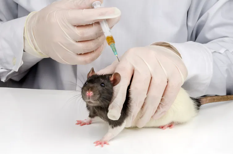 a person in a white lab coat injects a yellow liquid into a rat