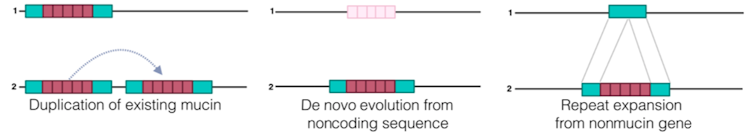 Diagrama que representa tres hipótesis que los investigadores consideraron para la evolución de la mucina: duplicación de genes, evolución de la secuencia de codificación de regiones no codificantes ya repetidas del genoma y ganancia de repeticiones de proteínas existentes