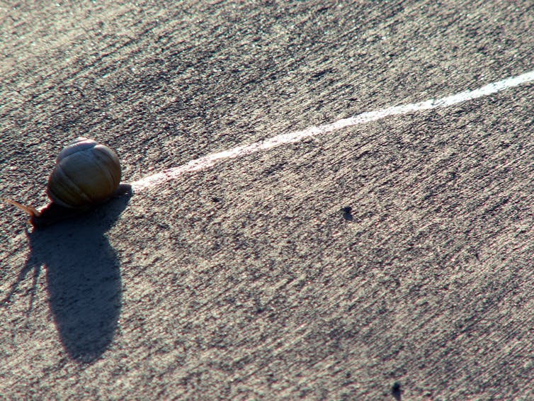 Closeup of snail and its slime trail