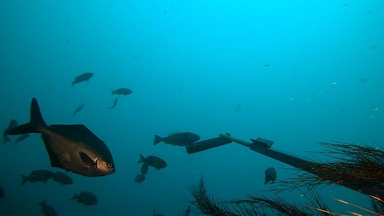 gros poissons et petits poissons sur fond bleu marin