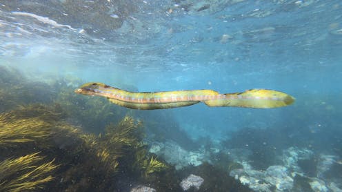 Thousands of photos captured by everyday Australians reveal the secrets of our marine life as oceans warm