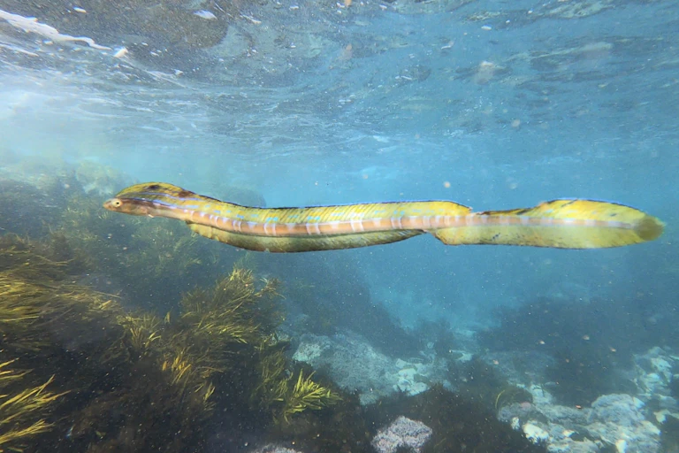 A hairtail blenny (fish) swimming