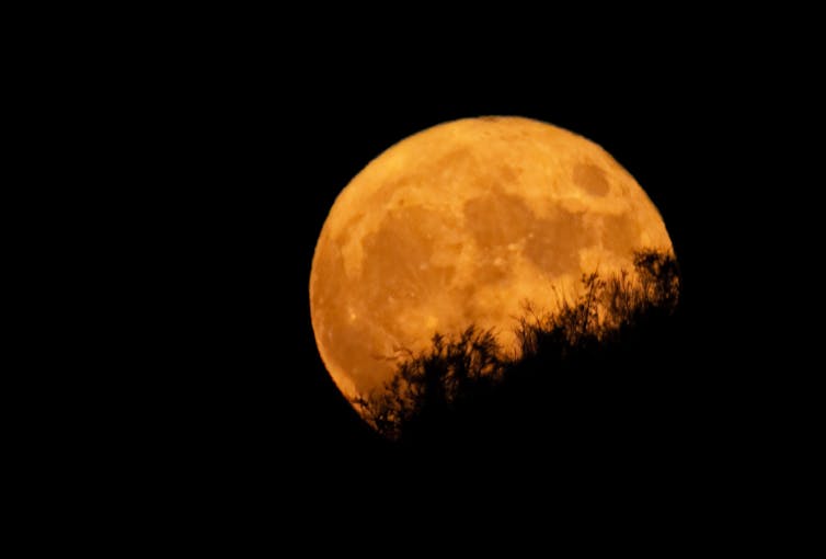 Image de la Lune d'octobre 2020, légèrement orangée, derrière des buissons.