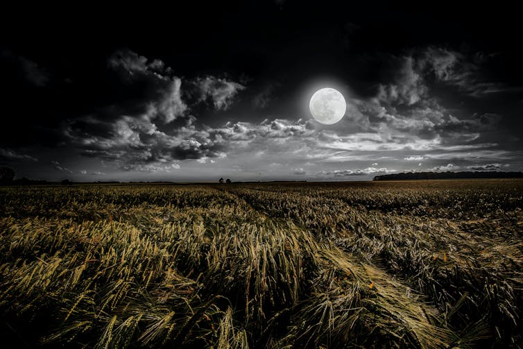 Nuit de pleine lune dans les champs