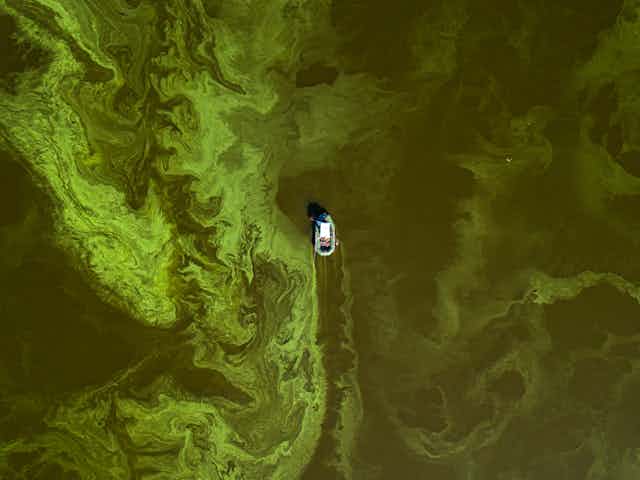 An aerial photograph of a fishing boat passing through a bright green algal bloom.