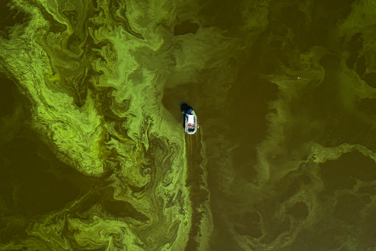 An aerial photograph of a fishing boat passing through a bright green algal bloom.