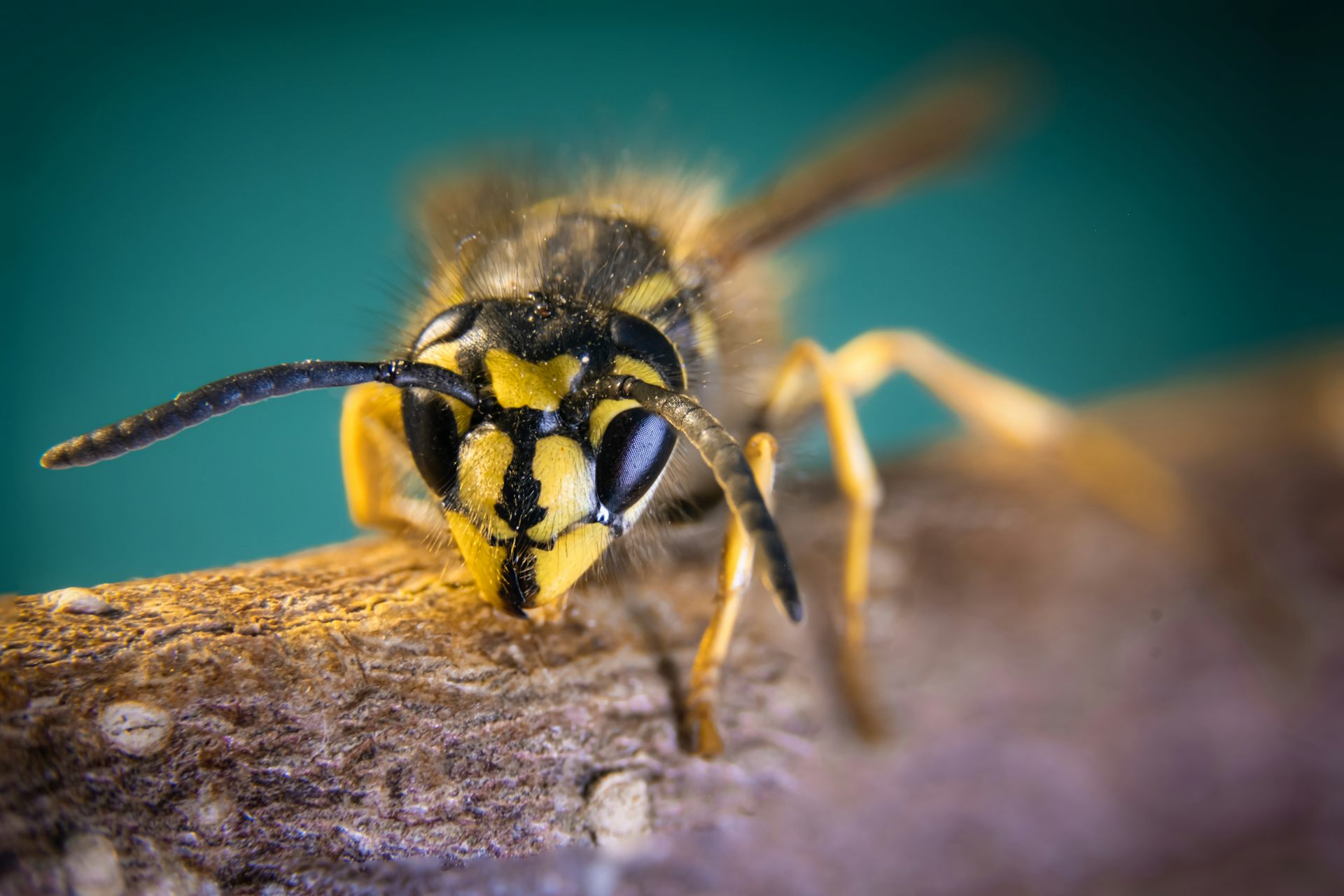 Plagues of wasps? A scientist explains why you shouldn’t panic about