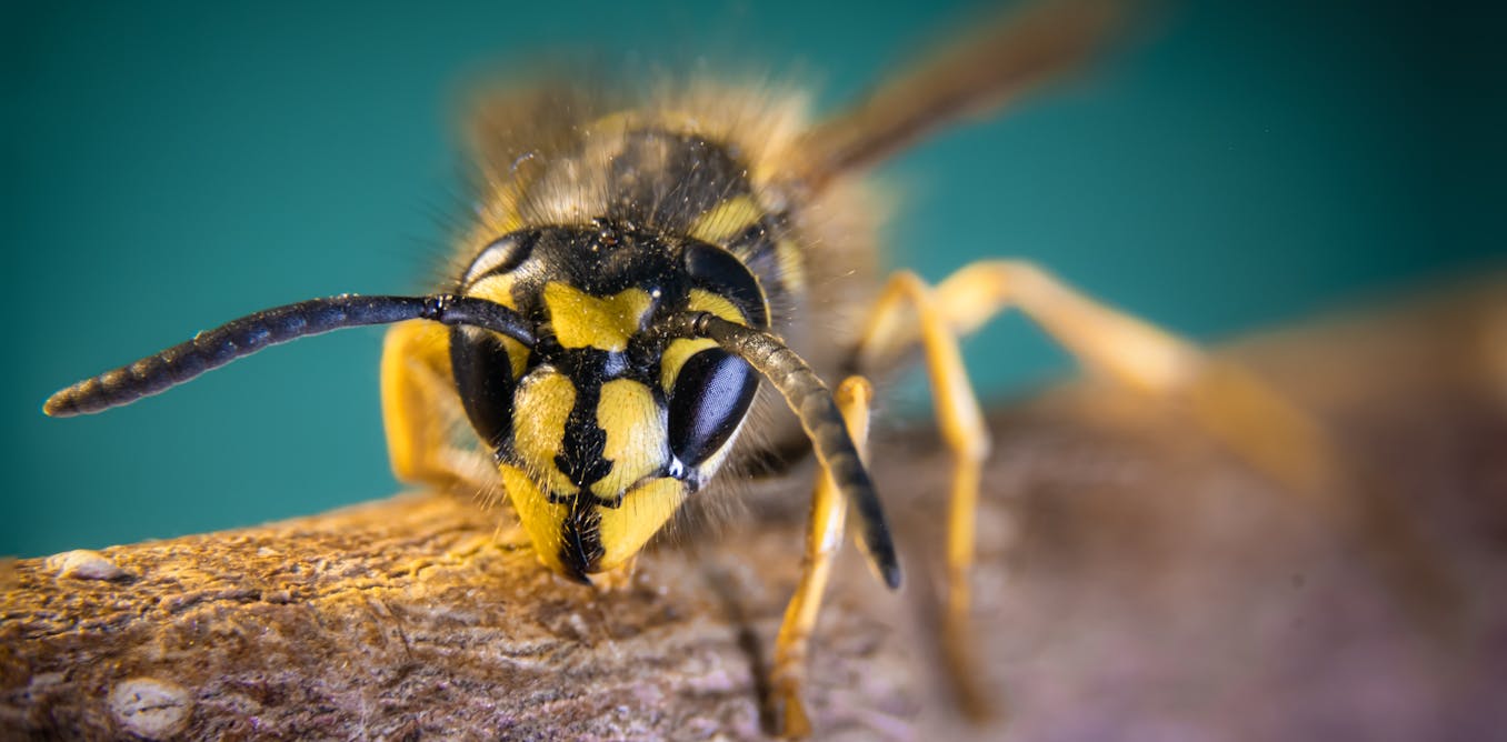 Plagues of wasps? A scientist explains why you shouldn’t panic about