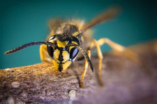 Wasp rests on twig