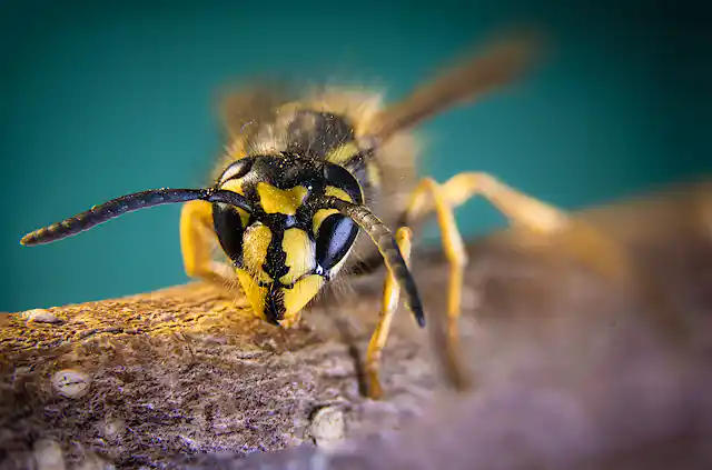Dead Rising Wasps Plagues of wasps? A scientist explains why you shouldn’t panic about ...