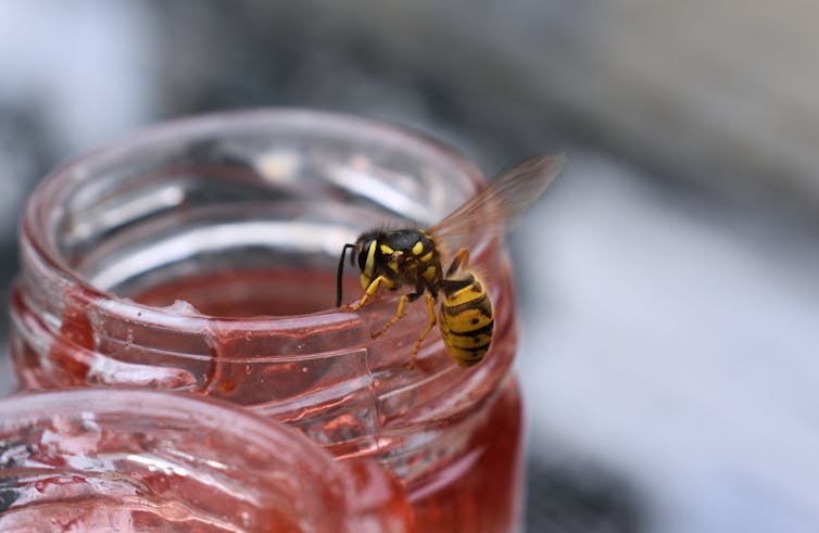 Wasp on a jam jar