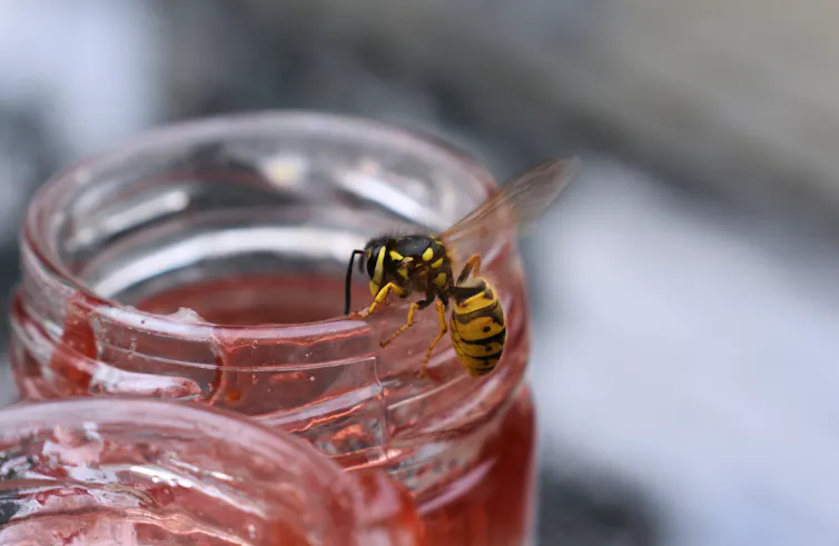 Dead Rising Wasps Plagues of wasps? A scientist explains why you shouldn’t panic about ...