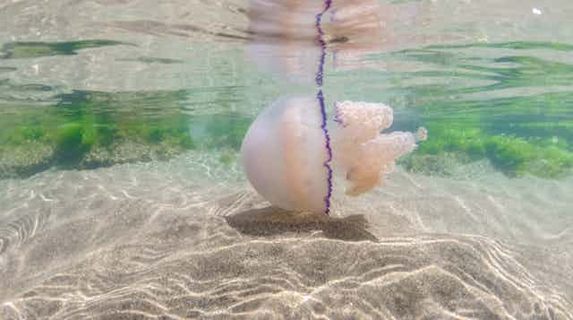 Medusa nadando entre la superficie del agua y la arena.