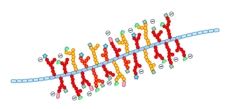 Colorido diagrama molecular de la estructura de la mucina, que muestra un esqueleto de proteína similar a una cuerda y azúcares adheridos que sobresalen de él.